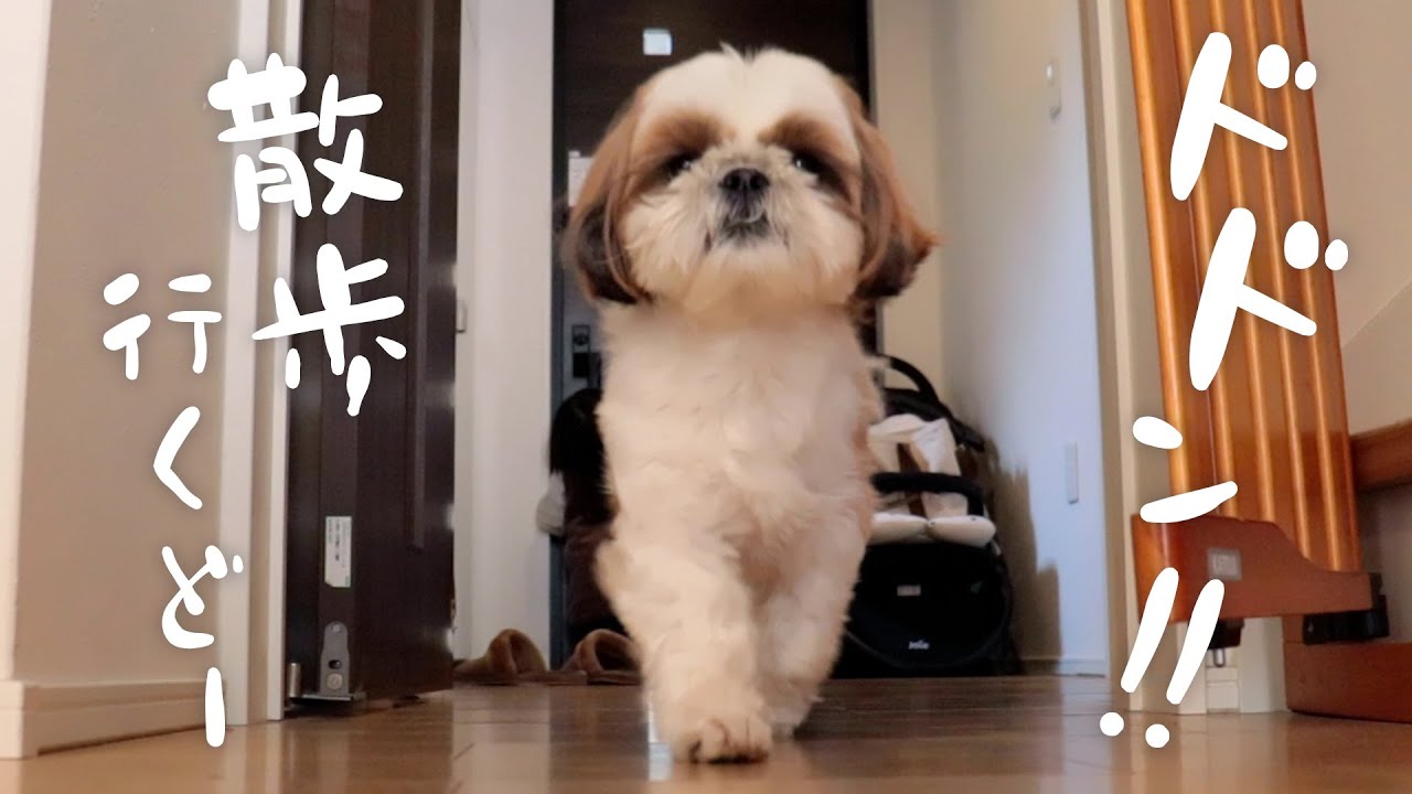 【シーズー】散歩準備が遅すぎて「金魚のフン」状態で催促してきますwww