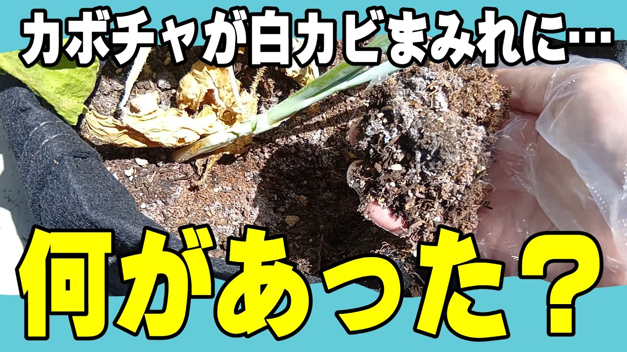 【教訓回】カボチャ栽培、何をしたら土が白カビまみれになったのか？猛暑対策が仇に…