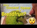 This Sharp Coconut Puncher Tool Worked on Breadfruit, too!