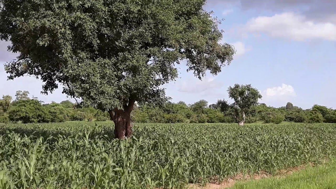 Samourou Traoré kofougan beledougou