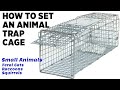 How To Set Up Animal Trap Cage - Catch Feral Cats, Raccoons, Squirrels, other small animals!