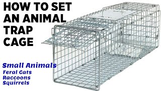 How To Set Up Animal Trap Cage - Catch Feral Cats, Raccoons, Squirrels, other small animals!