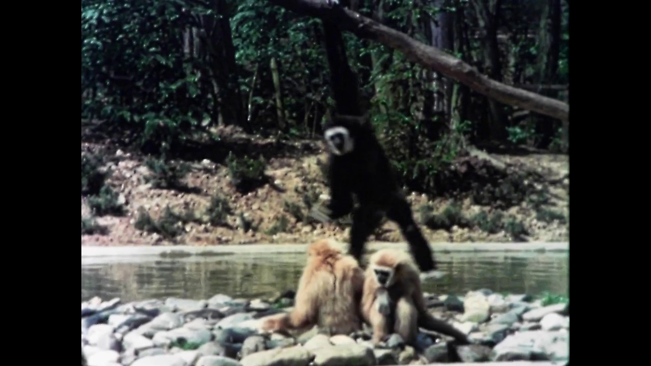 Dierenpark Ouwehands in Rhenen