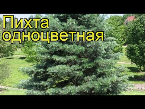 Видео: Что такое пихта коричневого цвета?