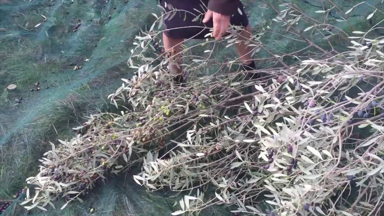 Vinatur Natural Wines presents: Harvesting La Villana Extra Virgin Olive Oil