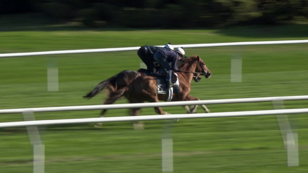 horse racing news Sistercharlie Works for the BC F&M Turf