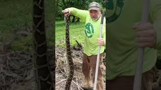 I found a Burmese python in our avocado grove