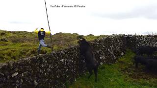 JAF Bulls - Constant Danger - Perigo Constante No Trabalho De Campo - Ilha Terceira - Açores