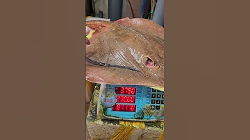 cá đuối nghệ #247seafoods