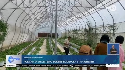 POKTAN DI OELBITENO SUKSES BUDIDAYA STRAWBERRY #tvrintt #kristpoto-tvrintt #strawberry #oelbiteno