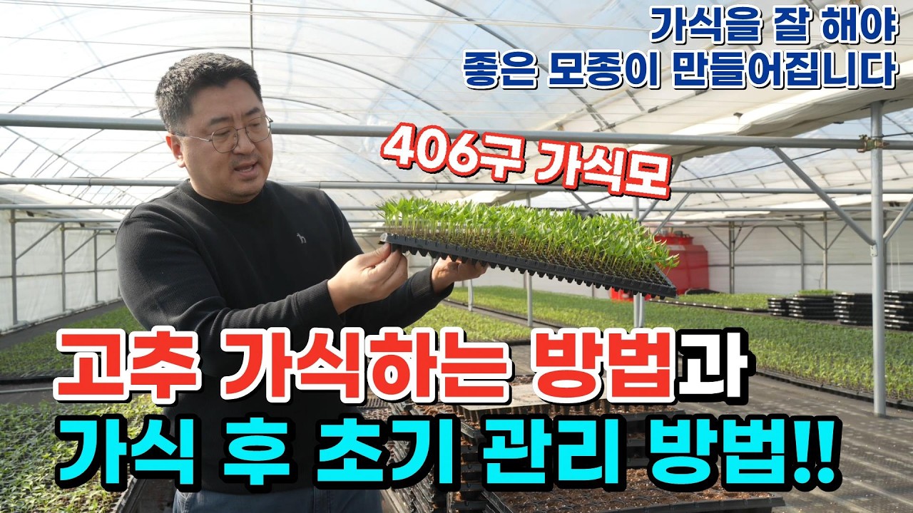 EP338. 고추 가식하는 방법과 가식 후 초기 관리 방법은?