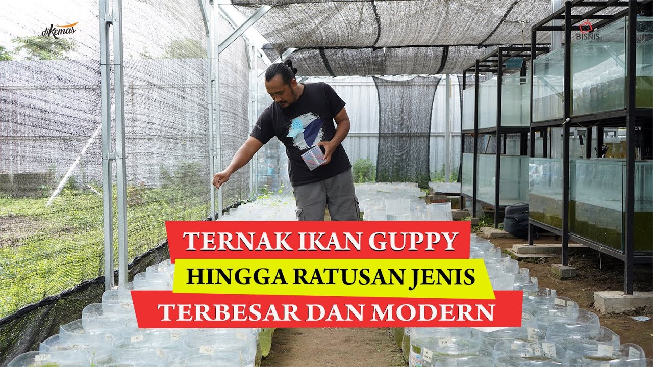 Ternak Ikan Guppy Hingga Ratusan Jenis! Bermula dari Hobi Kini Sukses Jadi Farm Terbesar dan Modern