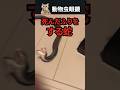 死んだふりをする蛇