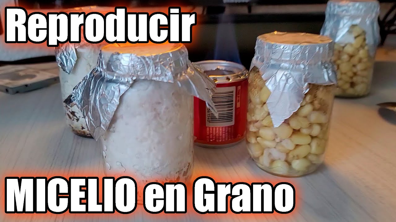 Como REPRODUCIR el MICELIO en grano || PROPAGAR semilla del hongo || Bananafabric