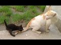 Cute Cat Adopting Lost Kitten And Finally Feeding Her Milk