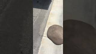Giant wubble bubble ball filled with water
