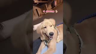 15 days vs one year old golden boy