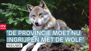 Aanpakken wolven overlast & alleen neutrale vlaggen in Hoogeveen | Drenthe Nu