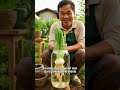 Regrow Green Onions Forever from Kitchen Scraps