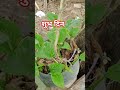 शुभ दिन