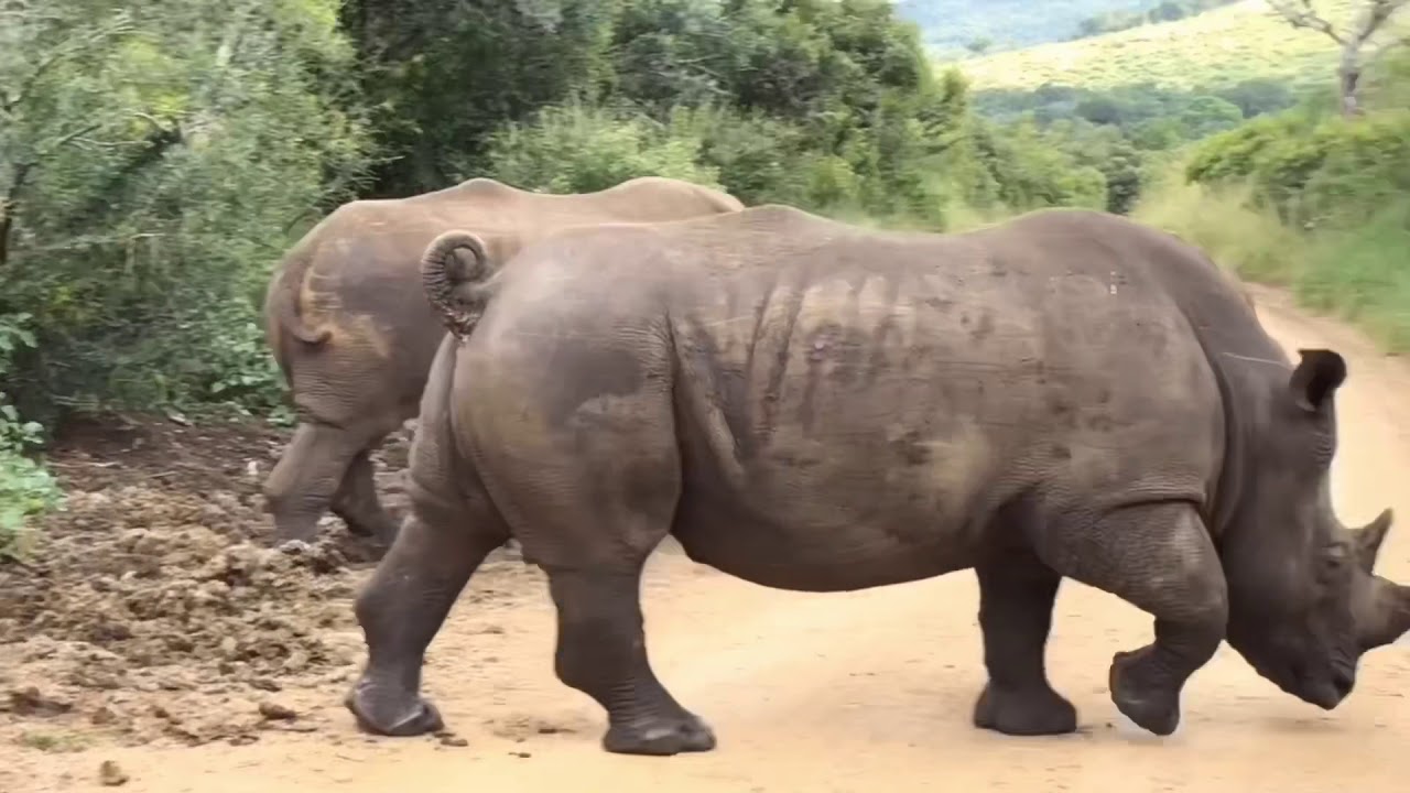 Zuid Afrika 2018 Fox groepsreis