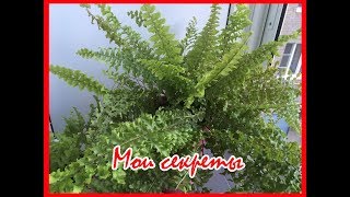 🌸 Секрет выращивания папоротника. 🌸 Секрет выращивания папоротника.