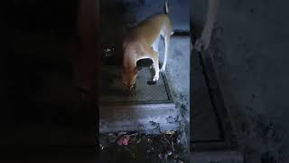 Day 30. midnight meals for the voiceless
