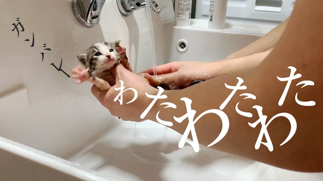〈子猫のシャンプー〉はじめてつかうクレンジングとシャンプーでも落ちるかどうか？！★8日目〈保護猫〉～Kitten growth record～