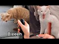 Cats gag when hearing comb scratching sound  pets town min cute pets
