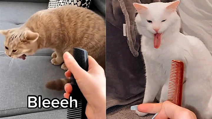 Video 3023681: cat sounds pets, cat cute pets, funny cats dogs amazing