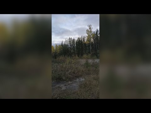 Vídeo: Se Escucharon Sonidos Aterradores En Los Bosques Canadienses - Vista Alternativa