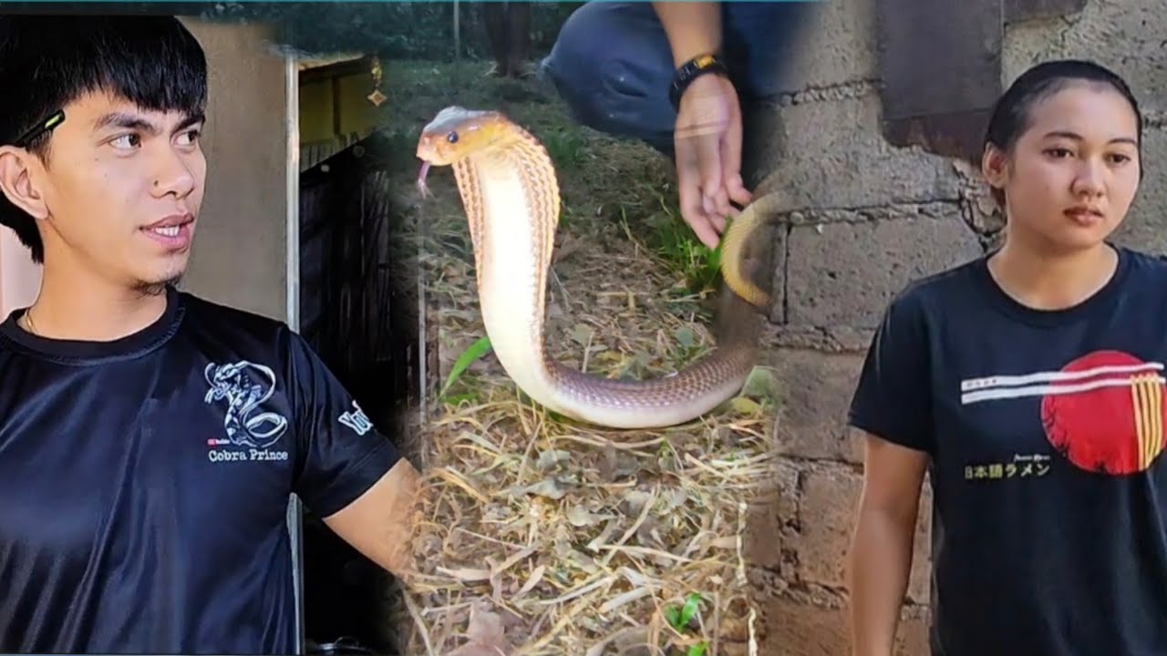 COBRA SA BAHAY NG DALAGA