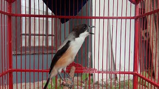 Cendet madura gacor isian lovebird kenari || pancingan cendet macet bunyi