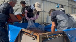 How We Buy Koi in Japan| Inside a Real Koi Dealer’s Selection Process - Episode 1: Arriving in Japan