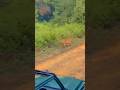 Tiger_ charging_ Safari_ gypsy#junglesafari#wildlife#tiger#nationalpark #nature#hunting#shorts#feed