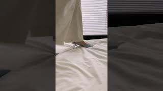 Download Lagu Make an enchanting entrance with a sparkling pair of glass slipper. ✨#milliotandco #disneyprincess MP3