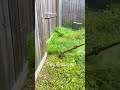 Amazing Garden Clean