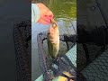 Not A Monster At Least I Didn T Get Skunked Slammed The Bitsy Jig And Craw Kayakbassfishing Not A Monster At Least I Didn T Get Skunked Slammed The Bitsy Jig And Craw Kayakbassfishing