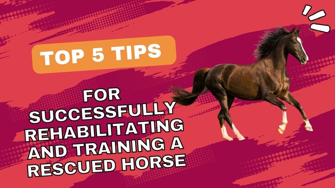 Top 5 Tips for Successfully Rehabilitating and Training a Rescued Horse