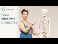 Yoga anatomy  anatomical insight on the shoulder