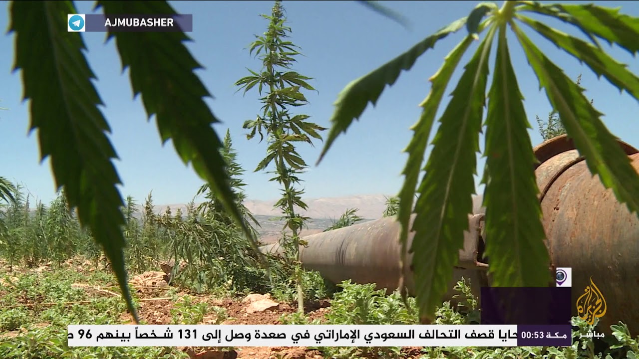 تخوف في لبنان من عدم ضبط زراعة الحشيش وتفشي الفساد