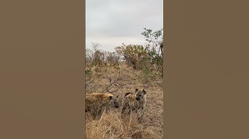 Two Hyena working up the bravery to chase lions