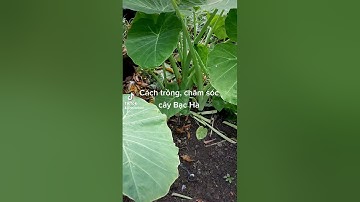 Hướng dẫn cách trồng, chăm sóc cậy Bạc Hà (Dọc Mùng) tại vườn nhà siêu Tốt, khổng lồ.