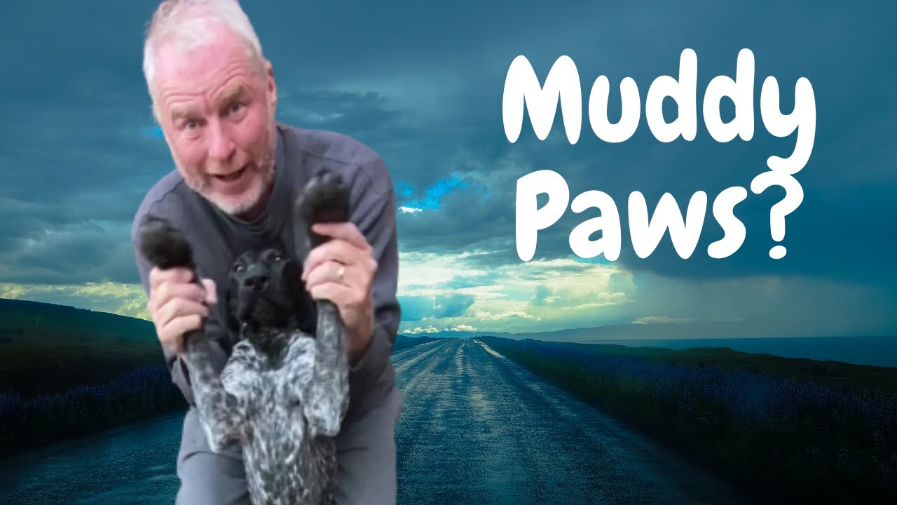 Fun Way to Clean Your Dog's Muddy Paws Shorts YouTube