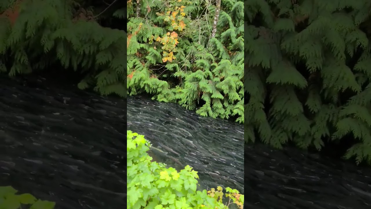 2025 Fall Salmon Run