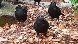 Casual Chaos and Cuteness #11 - Trying to make friends with the choughs!