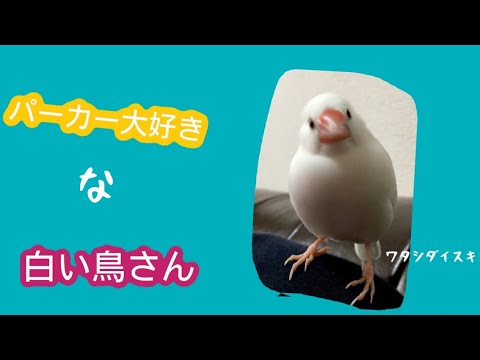 白文鳥文鳥動画 パーカー大好き白い鳥 可愛いjava Sparrow Youtube 白文鳥文鳥動画 パーカー大好き白い鳥 可愛いjava Sparrow Youtube