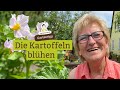 Die Kartoffeln blühen - Wachsen meine Kartoffeln aus? Was muss ich jetzt tun?