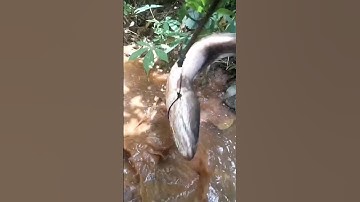 Cá Lớn - bắt Lóc Khủng bằng thòng lọng 😱 #khacthuyvlogg