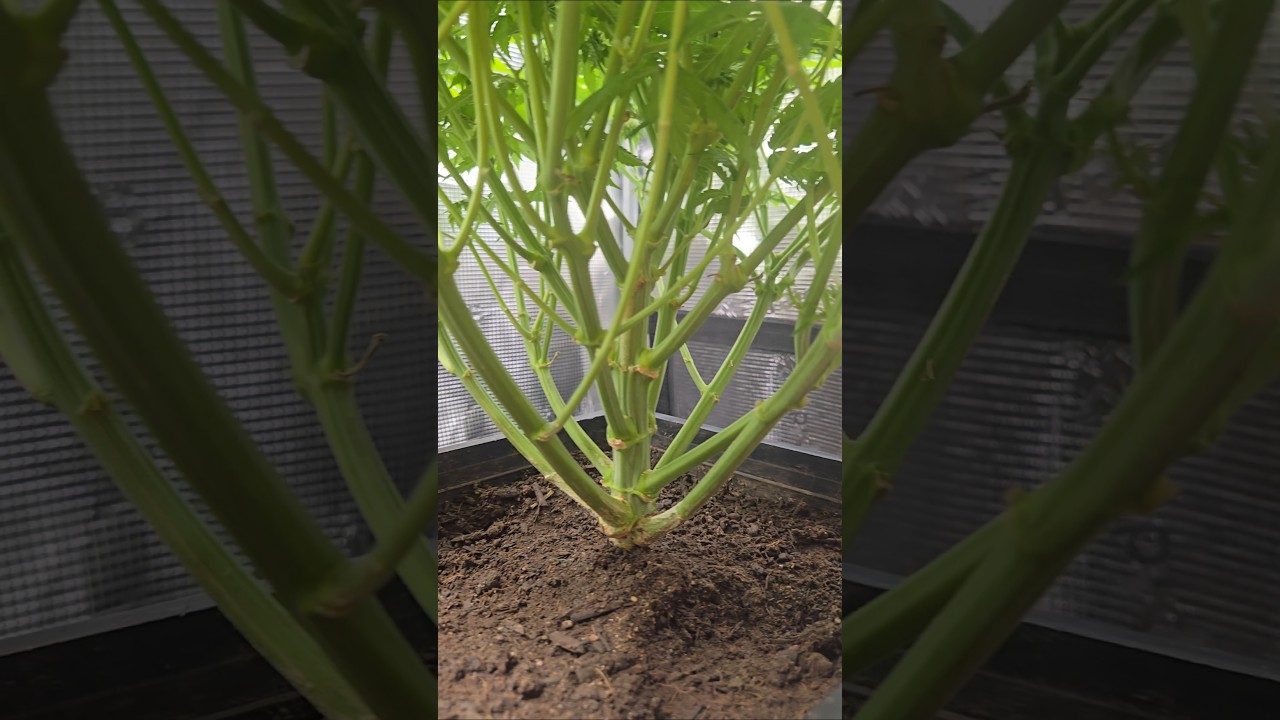 Black Dog- halfway point in flower cycle.